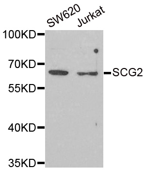 SCG2 / Secretogranin II Antibody - Western blot analysis of extracts of various cell lines.