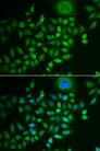 SCG2 / Secretogranin II Antibody - Immunofluorescence analysis of MCF-7 cells.