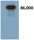 SCG2 / Secretogranin II Antibody - PC12 extract (1ug). Although the predicted mw of SgII is ~71kDa, the highly acidic nature of SgII causes it to run at a higher mw in SDS-PAGE.