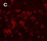 SCG2 / Secretogranin II Antibody - Squirrel monkey pituitary gland, staining visualized with Texas Red-labeled goat anti-rabbit antibody.