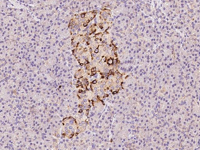 SCG2 / Secretogranin II Antibody - Immunochemical staining of human SCG2 in human pancreas with rabbit polyclonal antibody at 1:1000 dilution, formalin-fixed paraffin embedded sections.