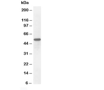 SCG3 / Secretogranin 3 Antibody - Western blot testing of Secretogranin 3 antibody and HeLa cell lysate