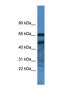 SCG3 / Secretogranin 3 Antibody - SCG3 / Secretogranin 3 antibody western blot of Small Intestine lysate. Antibody concentration 1 ug/ml.  This image was taken for the unconjugated form of this product. Other forms have not been tested.