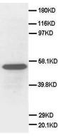 SCG3 / Secretogranin 3 Antibody -  This image was taken for the unconjugated form of this product. Other forms have not been tested.