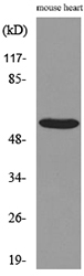 SCG3 / Secretogranin 3 Antibody - Western blot analysis of lysate from mouse heart cells, using SCG3 Antibody.