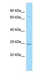 SCG5 / 7B2 Antibody - SCG5 / 7B2 antibody Western Blot of Fetal Heart.  This image was taken for the unconjugated form of this product. Other forms have not been tested.