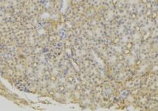 SCG5 / 7B2 Antibody - 1:100 staining mouse kidney tissue by IHC-P. The sample was formaldehyde fixed and a heat mediated antigen retrieval step in citrate buffer was performed. The sample was then blocked and incubated with the antibody for 1.5 hours at 22°C. An HRP conjugated goat anti-rabbit antibody was used as the secondary.