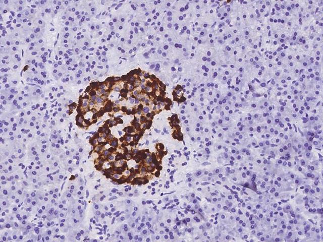 SCG5 / 7B2 Antibody - Immunochemical staining of human SCG5 in human pancreas with rabbit polyclonal antibody at 1:500 dilution, formalin-fixed paraffin embedded sections.