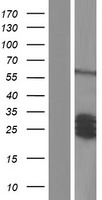 SCG5 / 7B2 Protein - Western validation with an anti-DDK antibody * L: Control HEK293 lysate R: Over-expression lysate