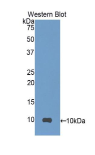 SCGB1A1 / Uteroglobin Antibody - Western blot of recombinant SCGB1A1 / Uteroglobin.  This image was taken for the unconjugated form of this product. Other forms have not been tested.