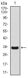 SCGB1A1 / Uteroglobin Antibody - Uteroglobin Antibody in Western Blot (WB)