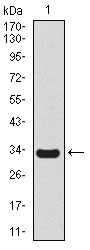 SCGB1A1 / Uteroglobin Antibody - Western blot using SCGB1A1 monoclonal antibody against human SCGB1A1 recombinant protein. (Expected MW is 33.4 kDa)