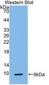 SCGB1A1 / Uteroglobin Antibody