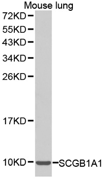 SCGB1A1 / Uteroglobin Antibody - Western blot analysis of extracts of mouse lung cell lines, using SCGB1A1 antibody.