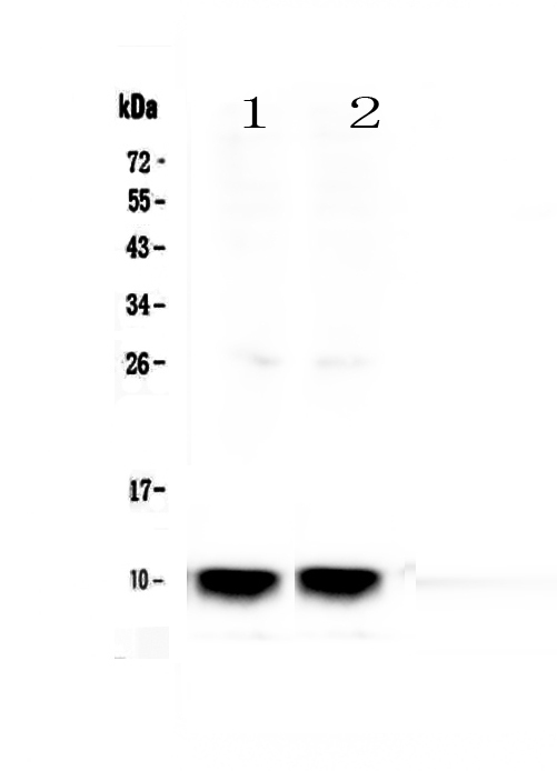 SCGB1A1 / Uteroglobin Antibody - Western blot - Anti-Uteroglobin Picoband antibody