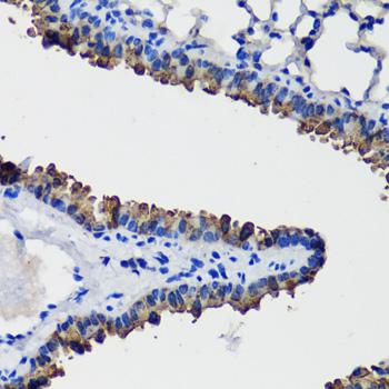 SCGB1A1 / Uteroglobin Antibody - Immunohistochemistry of paraffin-embedded Mouse lung using SCGB1A1 Polyclonal Antibody at dilution of 1:100 (40x lens).