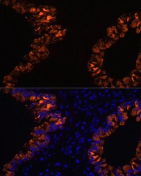 SCGB1A1 / Uteroglobin Antibody - Immunofluorescence analysis of Mouse lung cells using SCGB1A1 Polyclonal Antibody at dilution of 1:100.Blue: DAPI for nuclear staining.