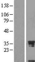 SCGB1A1 / Uteroglobin Protein - Western validation with an anti-DDK antibody * L: Control HEK293 lysate R: Over-expression lysate