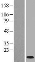 SCGB1C1 Protein - Western validation with an anti-DDK antibody * L: Control HEK293 lysate R: Over-expression lysate