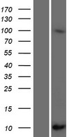 SCGB1C2 Protein - Western validation with an anti-DDK antibody * L: Control HEK293 lysate R: Over-expression lysate