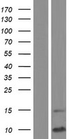 SCGB1D1 Protein - Western validation with an anti-DDK antibody * L: Control HEK293 lysate R: Over-expression lysate