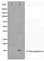 SCGB2A1 / Mammaglobin B Antibody - Western blot of HepG2 cell lysate using Mammaglobin B Antibody