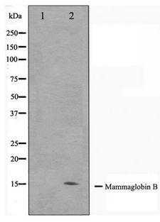SCGB2A1 / Mammaglobin B Antibody - Western blot of HepG2 cell lysate using Mammaglobin B Antibody
