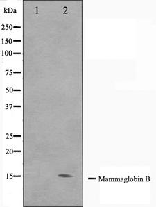 SCGB2A1 / Mammaglobin B Antibody - Western blot analysis on HepG2 cell lysates using Mammaglobin B antibody. The lane on the left is treated with the antigen-specific peptide.