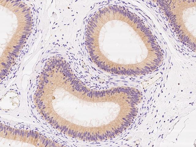 SCGB2A1 / Mammaglobin B Antibody - Immunochemical staining of human SCGB2A1 in human epididymis with rabbit polyclonal antibody at 1:100 dilution, formalin-fixed paraffin embedded sections.