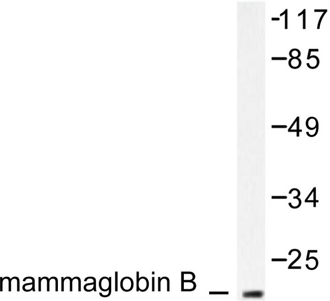 SCGB2A1 / Mammaglobin B Antibody - Western blot of Mammaglobin B (K23) pAb in extracts from HepG2 cells.
