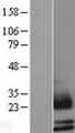 SCGB2A1 / Mammaglobin B Protein - Western validation with an anti-DDK antibody * L: Control HEK293 lysate R: Over-expression lysate