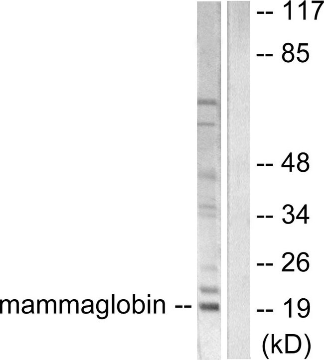 SCGB2A2 / Mammaglobin A Antibody - Western blot analysis of lysates from HepG2 cells, using Mammaglobin Antibody. The lane on the right is blocked with the synthesized peptide.