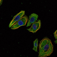 SCGB2A2 / Mammaglobin A Antibody - Immunofluorescence of HeLa cells using SCGB2A2 mouse monoclonal antibody (green). Blue: DRAQ5 fluorescent DNA dye. Red: Actin filaments have been labeled with Alexa Fluor-555 phalloidin.