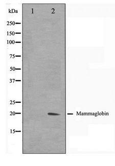 SCGB2A2 / Mammaglobin A Antibody - Western blot of HepG2 cell lysate using Mammaglobin Antibody