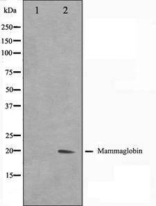 SCGB2A2 / Mammaglobin A Antibody - Western blot analysis on HepG2 cell lysates using Mammaglobin antibody. The lane on the left is treated with the antigen-specific peptide.