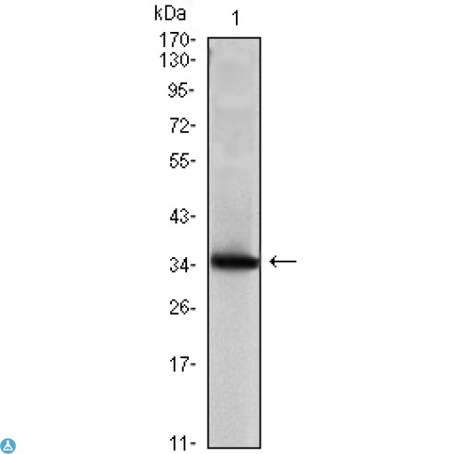 SCGB2A2 / Mammaglobin A Antibody - Western Blot (WB) analysis using Mammaglobin A Monoclonal Antibody against Mammaglobin A recombinant protein (1).