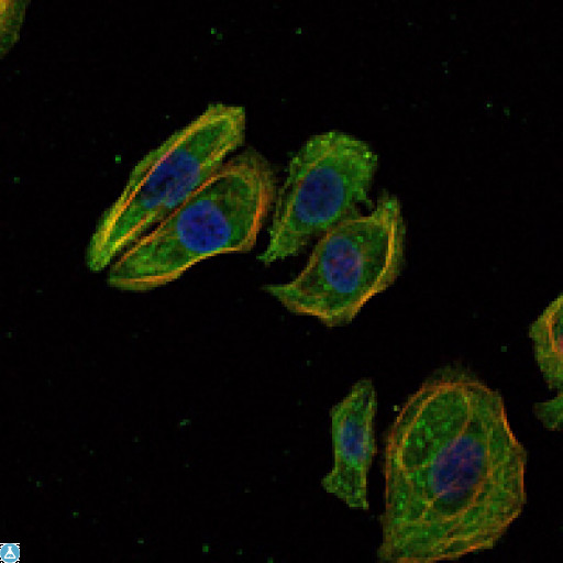 SCGB2A2 / Mammaglobin A Antibody - Immunofluorescence (IF) analysis of HeLa cells using Mammaglobin A Monoclonal Antibody (green). Blue: DRAQ5 fluorescent DNA dye. Red: Actin filaments have been labeled with Alexa Fluor-555 phalloidin.