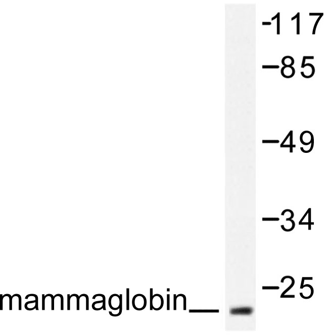 SCGB2A2 / Mammaglobin A Antibody - Western blot of Mammaglobin/SCGB2A2 (F66) pAb in extracts from HepG2 cells.