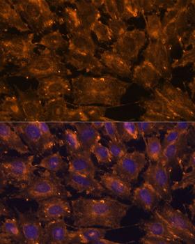 SCGB3A2 Antibody - Immunofluorescence analysis of C6 cells using SCGB3A2 Polyclonal Antibody at dilution of 1:100.Blue: DAPI for nuclear staining.