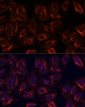 SCGB3A2 Antibody - Immunofluorescence analysis of U-2OS cells using SCGB3A2 Polyclonal Antibody at dilution of 1:100.Blue: DAPI for nuclear staining.