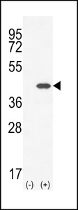 SCGF Antibody - Western blot of CLEC11A (arrow) using rabbit polyclonal CLEC11A Antibody. 293 cell lysates (2 ug/lane) either nontransfected (Lane 1) or transiently transfected (Lane 2) with the CLEC11A gene.