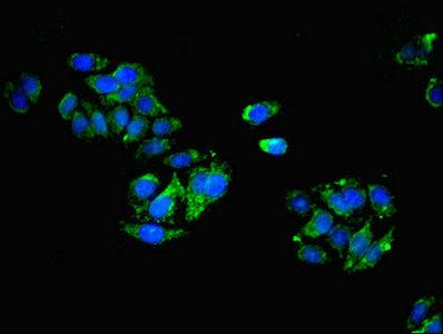 SCGF Antibody - Immunofluorescent analysis of HepG2 cells using CLEC11A Antibody at dilution of 1:100 and Alexa Fluor 488-congugated AffiniPure Goat Anti-Rabbit IgG(H+L)