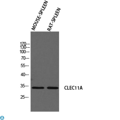 SCGF Antibody - Western Blot (WB) analysis of Mouse Spleen Rat SPLEEN using CLEC11A antibody.