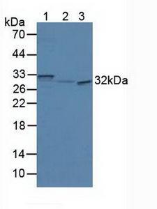 SCGN / Secretagogin Antibody - Western Blot; Sample: Lane1: Mouse Brain Tissue; Lane2: Mouse Pancreas Tissue; Lane3: Human Hela Cells.