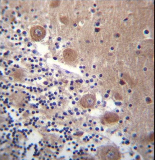 SCHIP1 Antibody - SCHIP1 Antibody immunohistochemistry of formalin-fixed and paraffin-embedded human cerebellum tissue followed by peroxidase-conjugated secondary antibody and DAB staining.