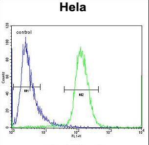 SCHIP1 Antibody - SCHIP1 Antibody flow cytometry of HeLa cells (right histogram) compared to a negative control cell (left histogram). FITC-conjugated goat-anti-rabbit secondary antibodies were used for the analysis.