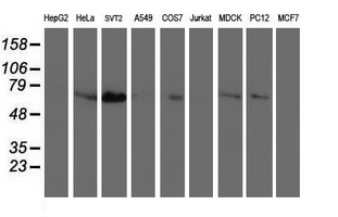 SCHIP1 Antibody - Western blot of extracts (35 ug) from 9 different cell lines by using anti-SCHIP1 monoclonal antibody.