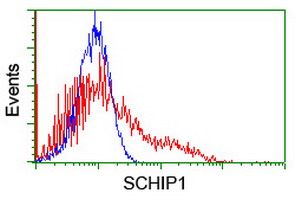 SCHIP1 Antibody - HEK293T cells transfected with either overexpress plasmid (Red) or empty vector control plasmid (Blue) were immunostained by anti-SCHIP1 antibody, and then analyzed by flow cytometry.