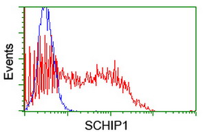 SCHIP1 Antibody - HEK293T cells transfected with either overexpress plasmid (Red) or empty vector control plasmid (Blue) were immunostained by anti-SCHIP1 antibody, and then analyzed by flow cytometry.