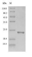 Scytovirin (SVN) Protein - (Tris-Glycine gel) Discontinuous SDS-PAGE (reduced) with 5% enrichment gel and 15% separation gel.